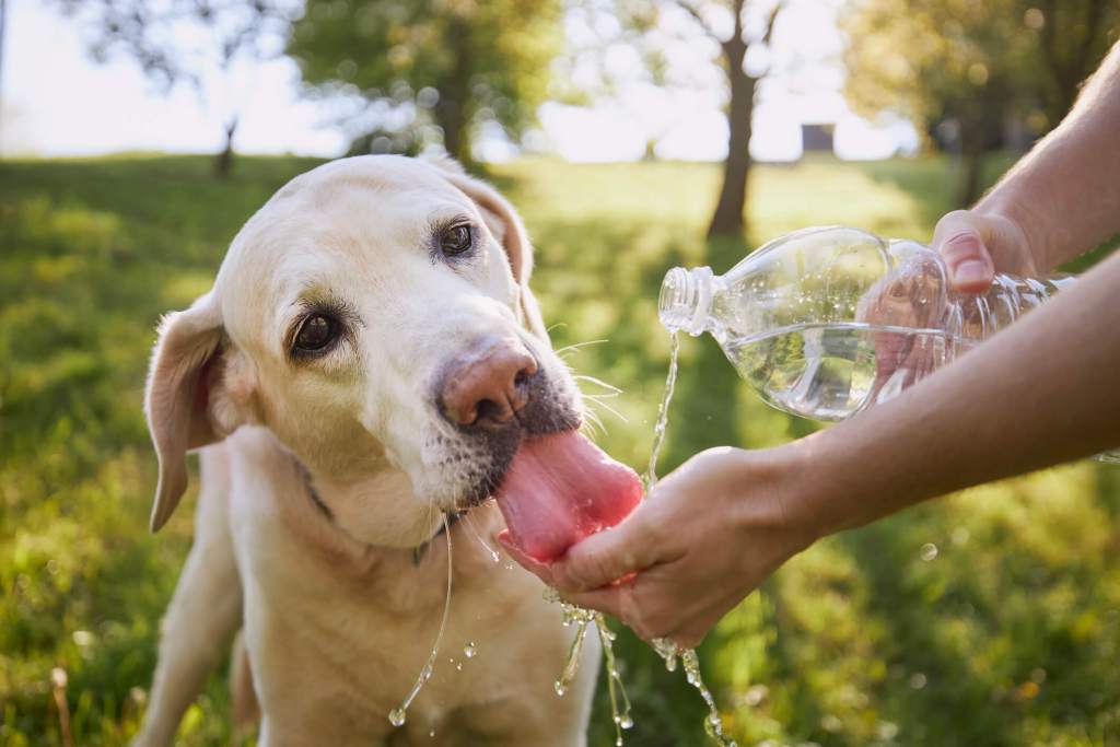 Perro bebe agua