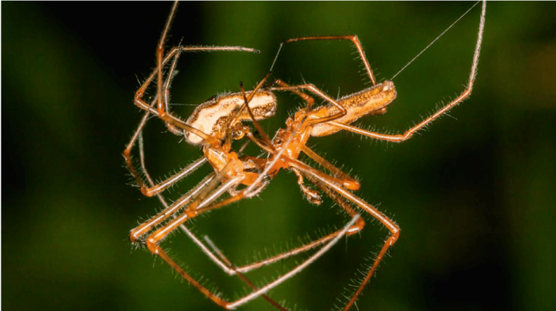 Araña canibalismo