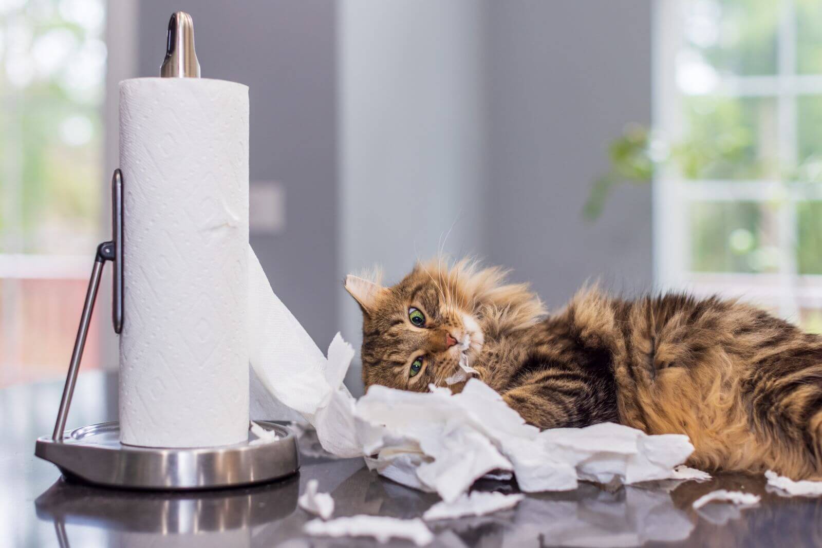 10 razas de gatos exóticos. ¿Las conoces todas?