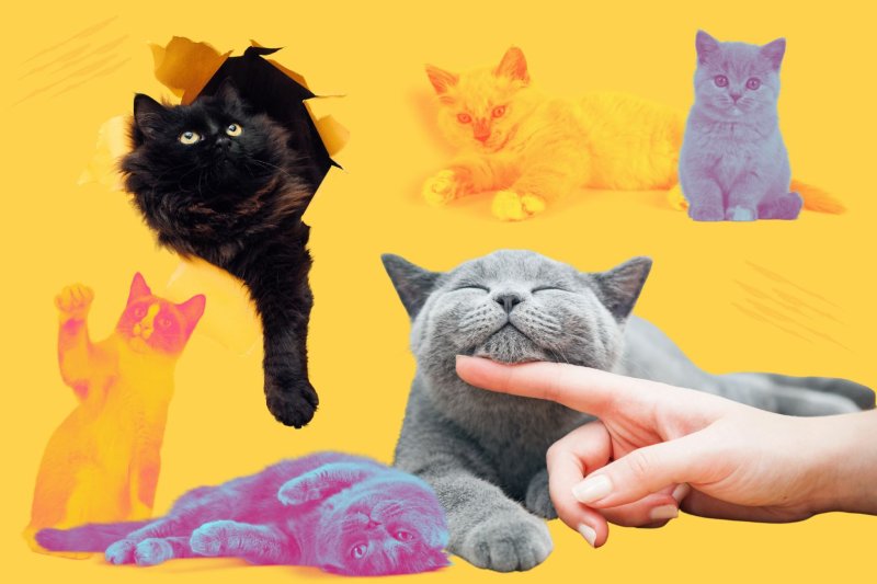 Por qué ronronean los gatos