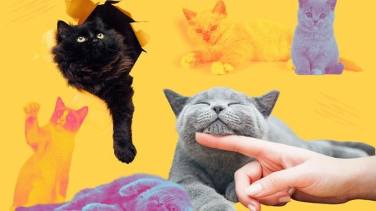 Por qué ronronean los gatos