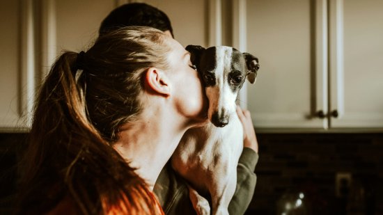 Perro y humano