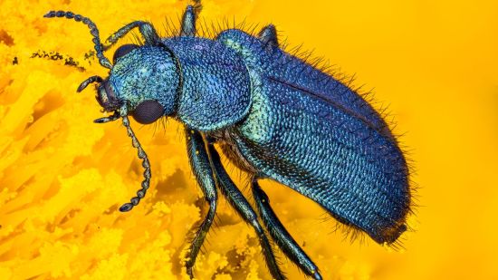 Psilothrix cyaneus
