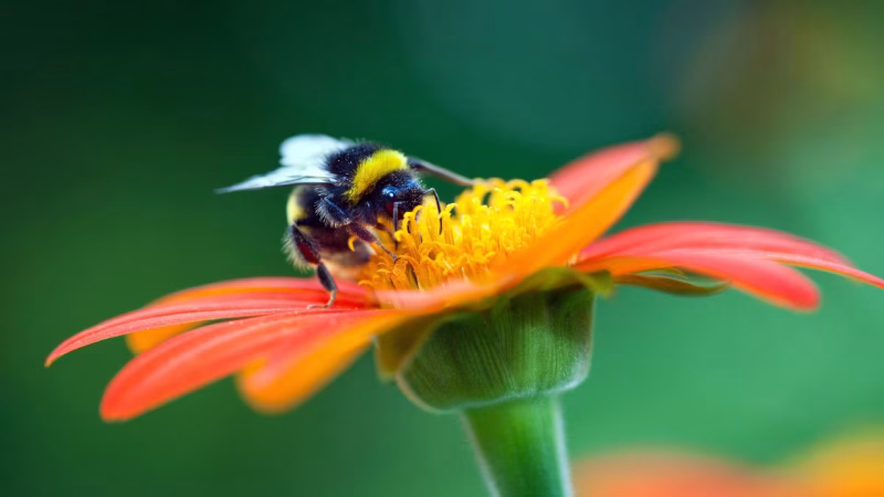 Cómo impactan los factores de estrés en las abejas: nuevos resultados del proyecto PoshBee