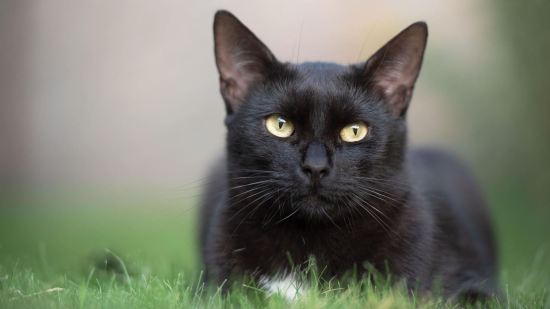Gato negro agazapado