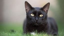 Gato negro agazapado