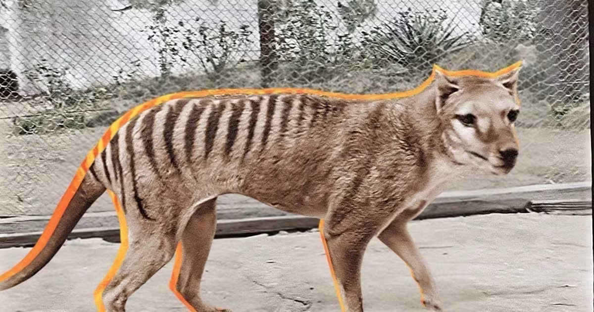 El tigre de Tasmania podría volver a la vida gracias a un curioso hallazgo en un museo