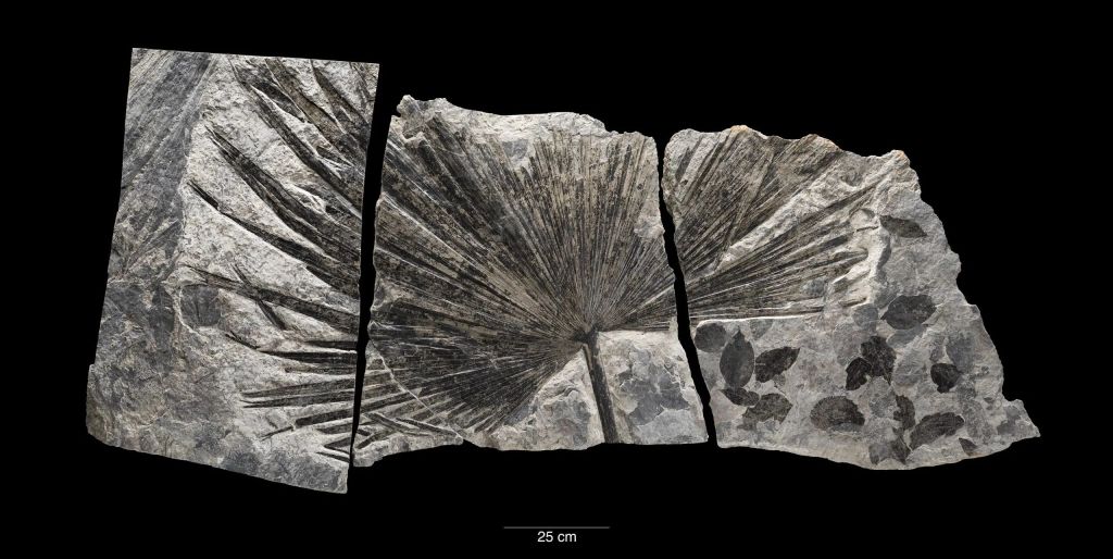 El Fanerozoico, el último de los cuatro eones geológicos en la escala de tiempo geológico de la Tierra
