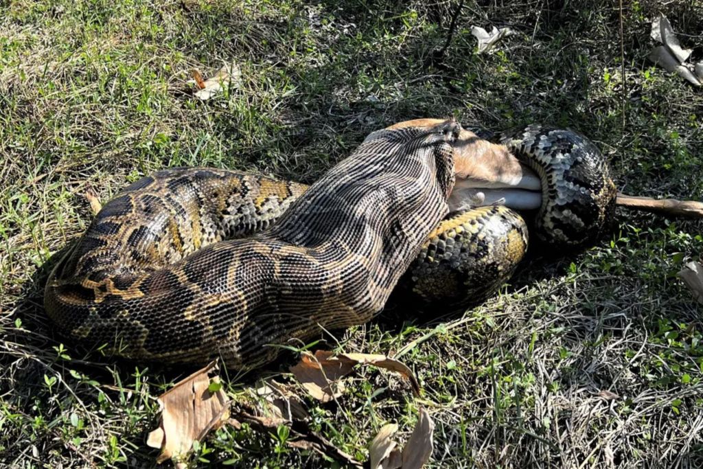 Pitón birmana hembra devorando un ciervo.