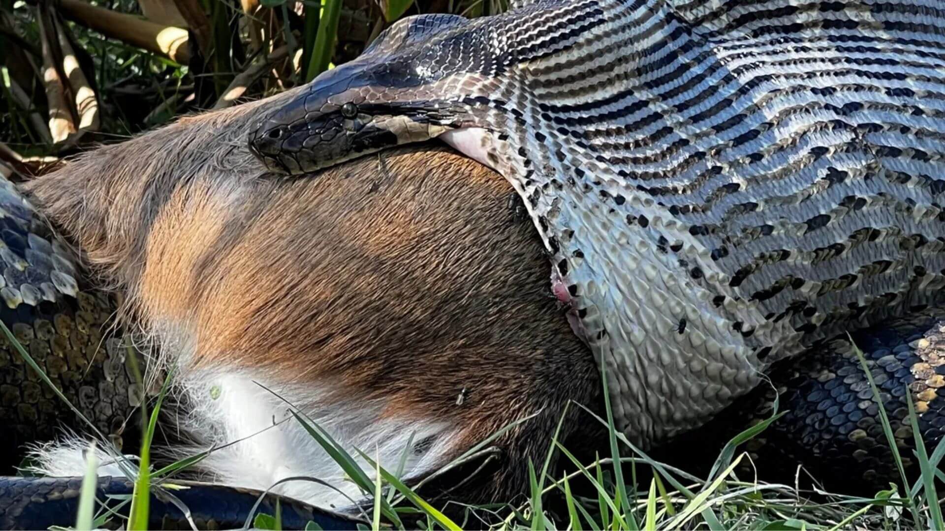 Pitón birmana hembra devorando un ciervo, en un proceso natural.