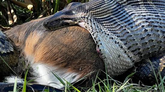 Pitón birmana hembra devorando un ciervo, en un proceso natural.