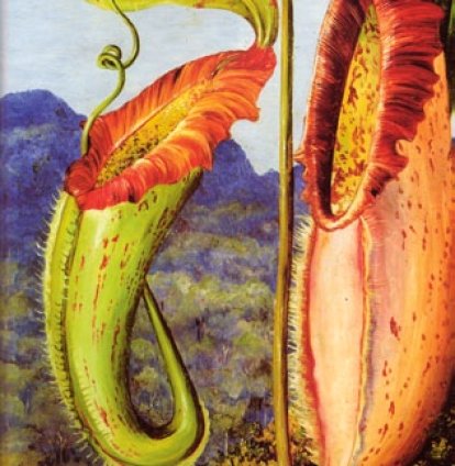 Nepenthes Northiana
