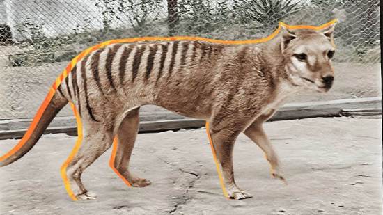 Tigre de Tasmania