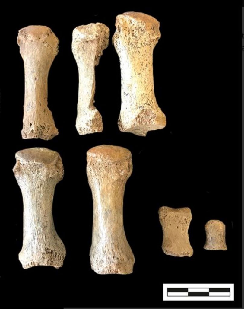 Restos humanos de la tumba 26 de Pommerœul