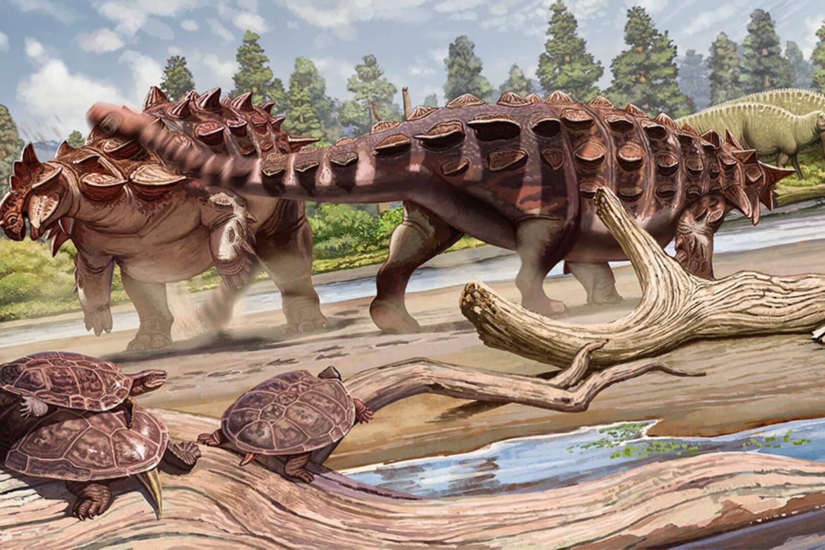 Ankylosaurid