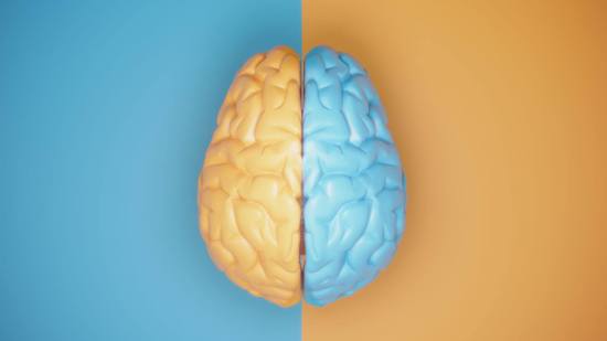 Cerebro y estímulos