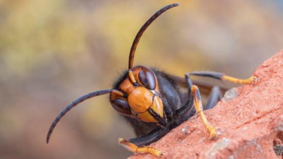 species invasoras alteran el equilibrio de ecosistemas naturales y agrícolas en España