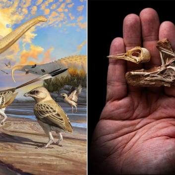 El fósil de ave que revela el misterio de la inteligencia de las aves modernas