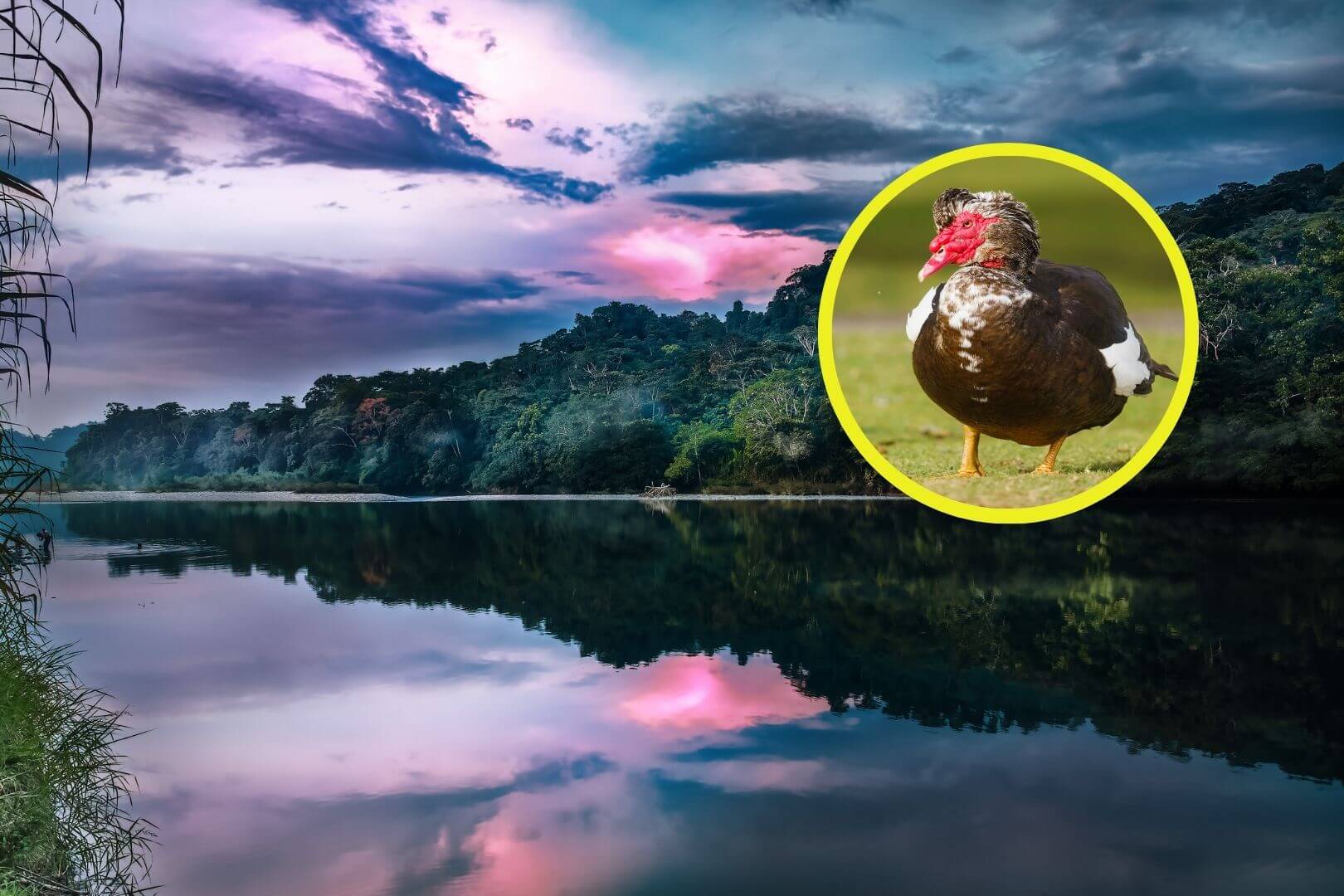 Descubren que los antiguos amazónicos criaban patos y cultivaban maíz hace 1.000 años