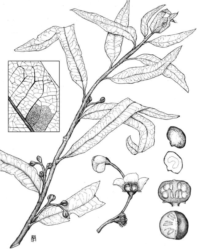 Reconstrucción de Othniophyton elongatum