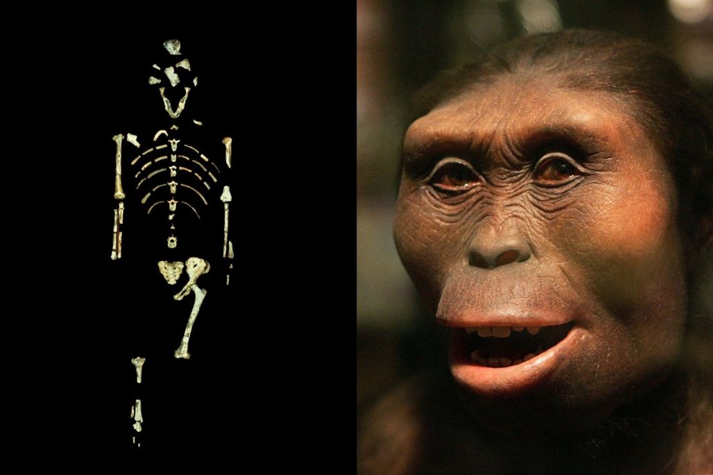 El icónico esqueleto parcial de Lucy y una reproducción artística de su rostro