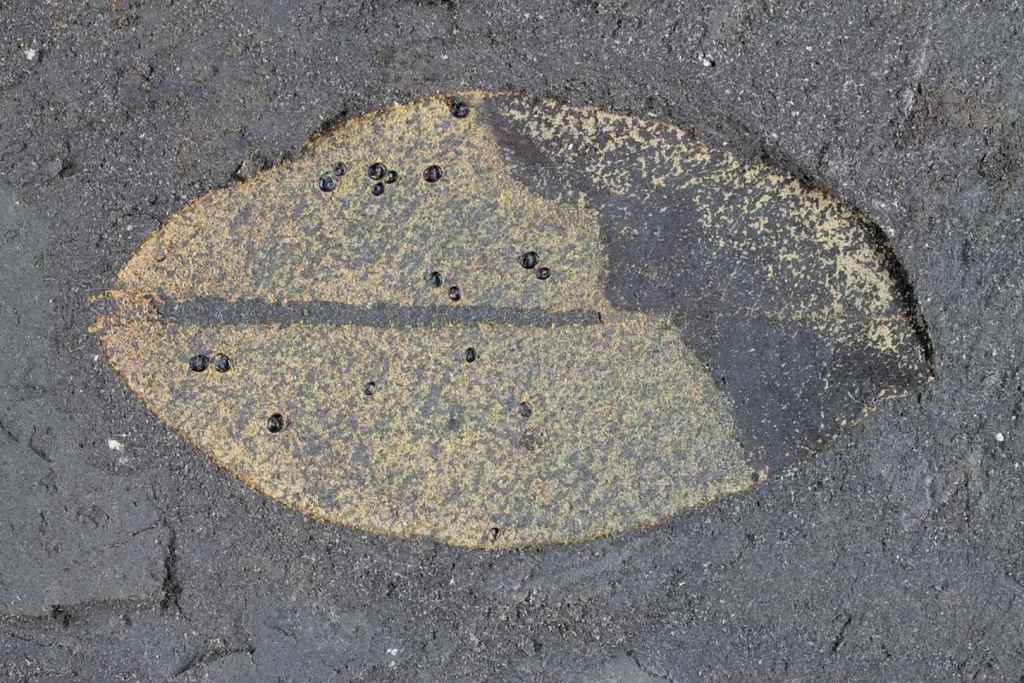 Fósiles intactos en una hoja de 15 millones de años sorprenden a los científicos en Nueva Zelanda
