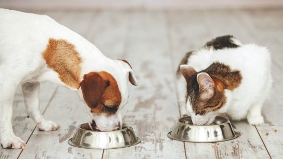 Qué es la alimentación natural y cómo puede beneficiar a tu mascota