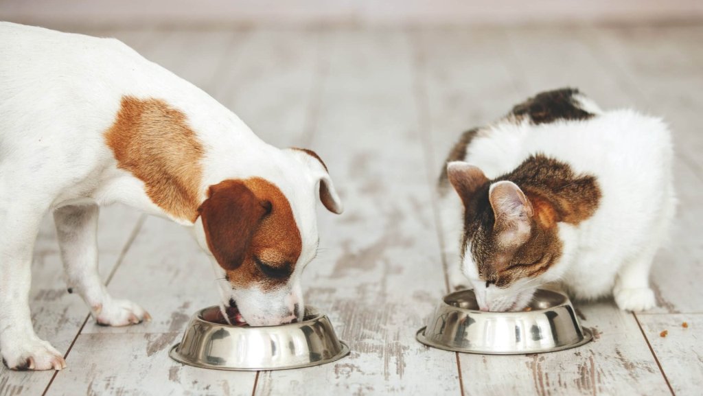 Qué es la alimentación natural y cómo puede beneficiar a tu mascota