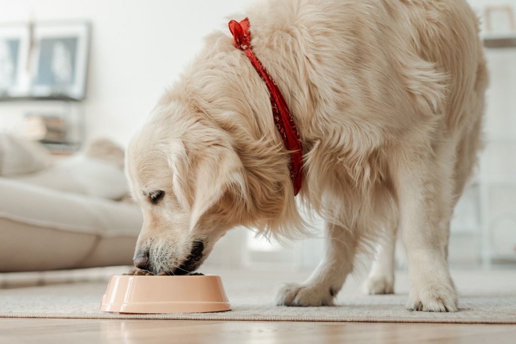 Qué es la alimentación natural y cómo puede beneficiar a tu mascota
