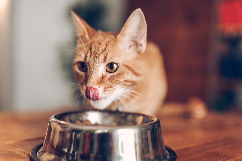 Qué es la alimentación natural y cómo puede beneficiar a tu mascota