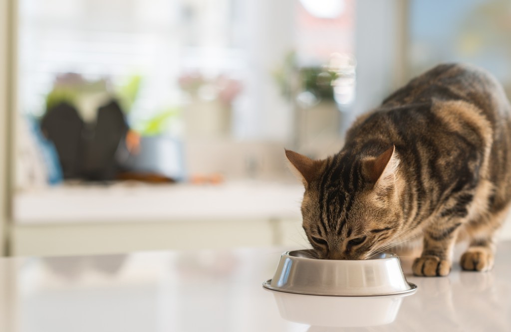 Qué es la alimentación natural y cómo puede beneficiar a tu mascota