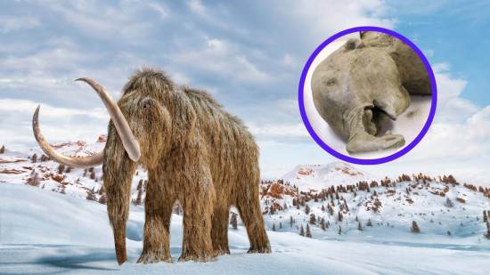 Un mamut bebé de 50.000 años resurge en Siberia