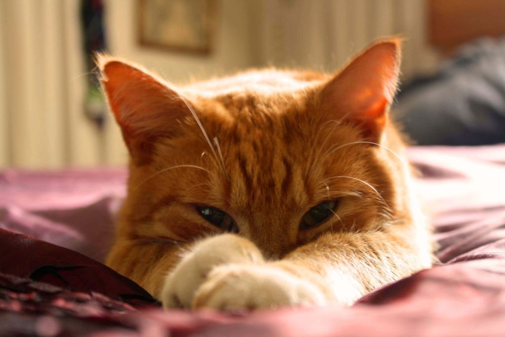 Gato naranja descansando con mirada intrigante y orejas levantadas