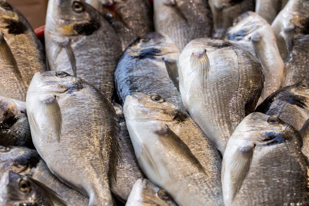 Pescado a la venta 