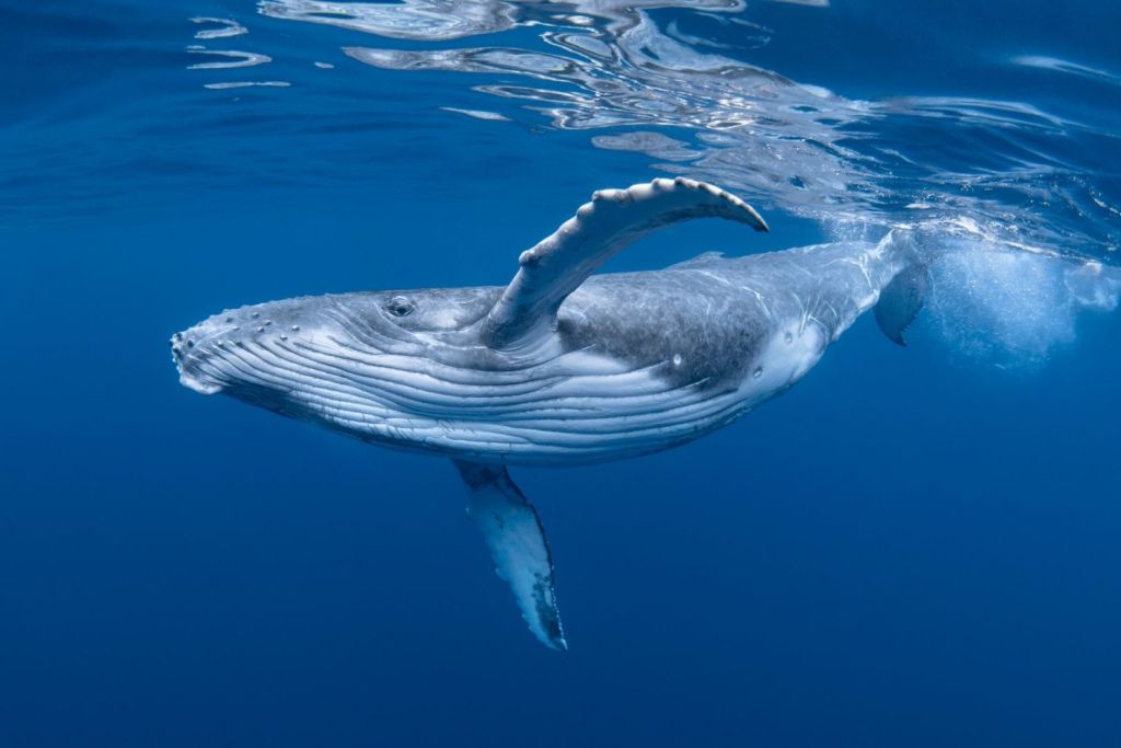 Los cantos de las ballenas jorobadas siguen una estructura estadística similar al lenguaje humano, lo que brinda una nueva perspectiva sobre el origen de la comunicación compleja