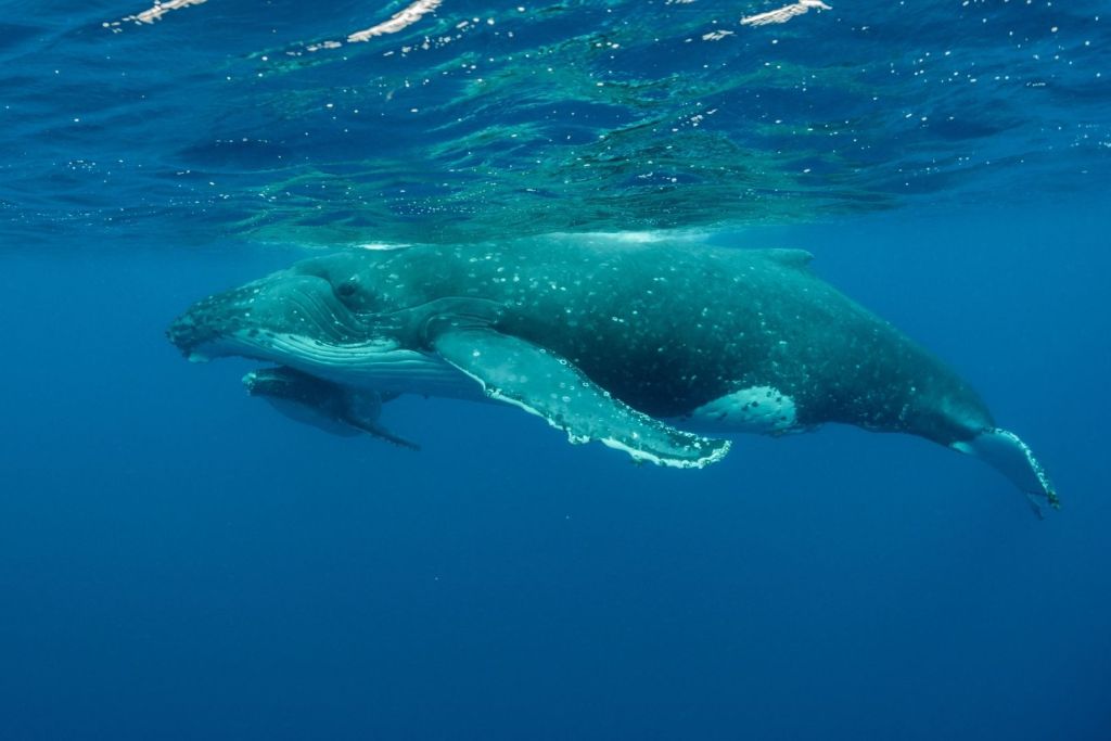 Según los biólogos, factores como la búsqueda de pareja, el impacto del cambio climático o incluso un posible desvío involuntario podrían haber llevado a esta ballena a recorrer una distancia extraordinaria