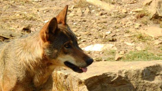 Lobo ibérico