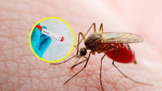 malaria