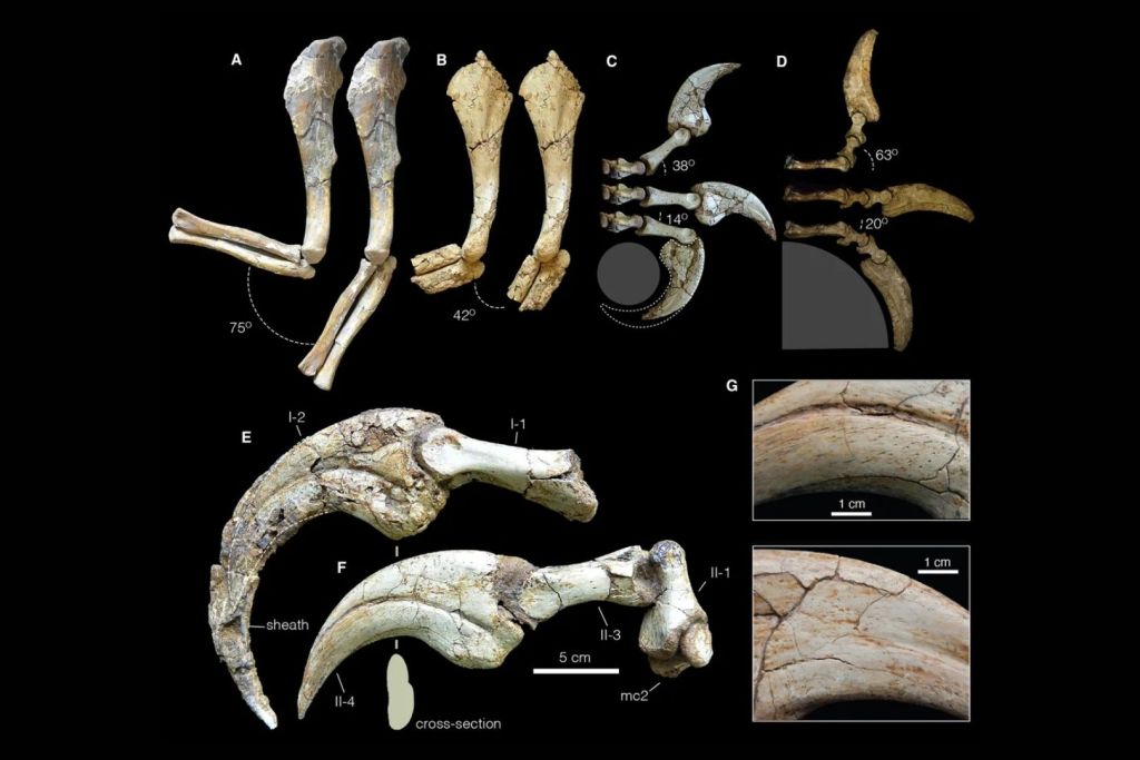 Comparativa del movimiento de brazos y dedos entre distintos terizinosaurios: mientras la figura A muestra a Segnosaurus y la D a Therizinosaurus, las restantes ilustraciones corresponden a Duonychus tsogtbaatari