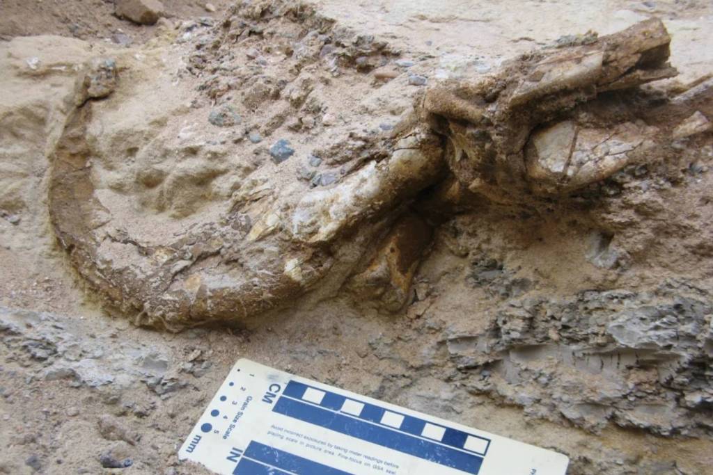 Una de las garras del dinosaurio fue hallada con su vaina de queratina original sorprendentemente intacta