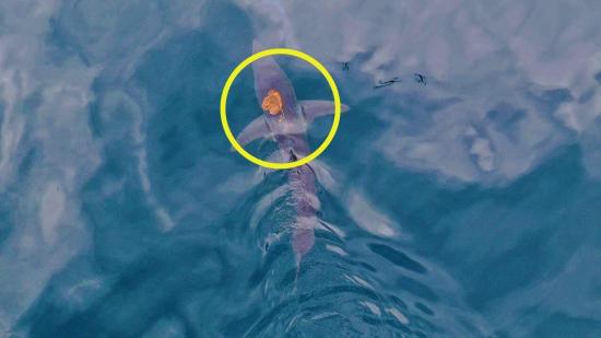 Un tiburón y un pulpo protagonizan la imagen más surrealista del año