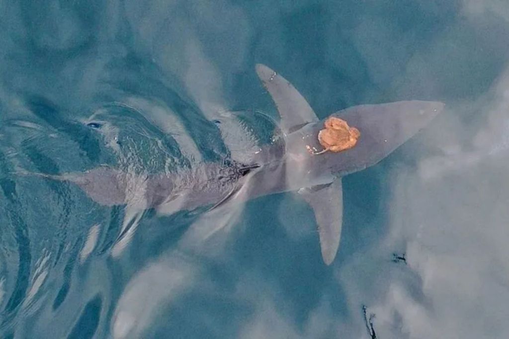 Una vista desde arriba muestra al pulpo viajando sobre el lomo del tiburón como un inesperado pasajero marino