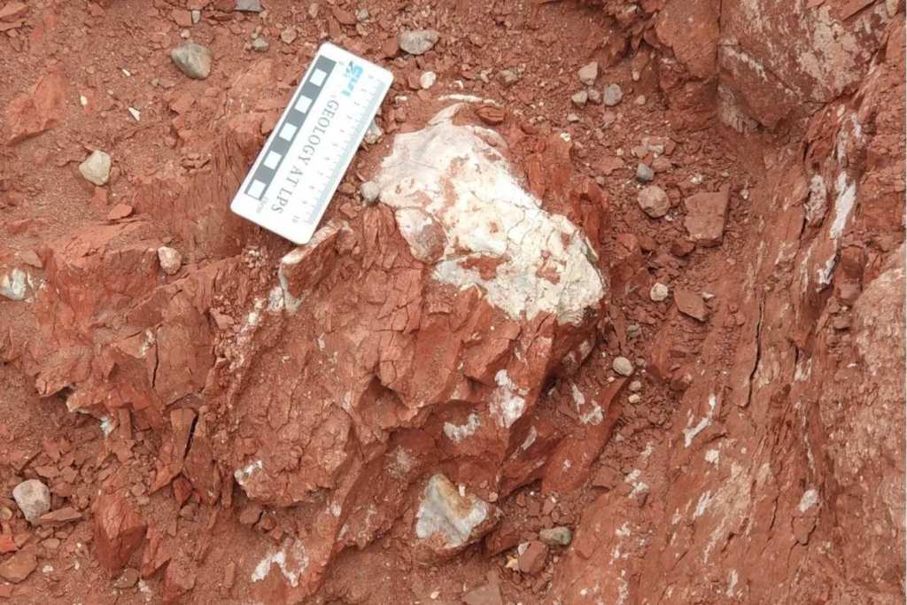 Fósiles óseos de tetrápodos que vivieron aproximadamente 150.000 años antes de la extinción masiva del Pérmico