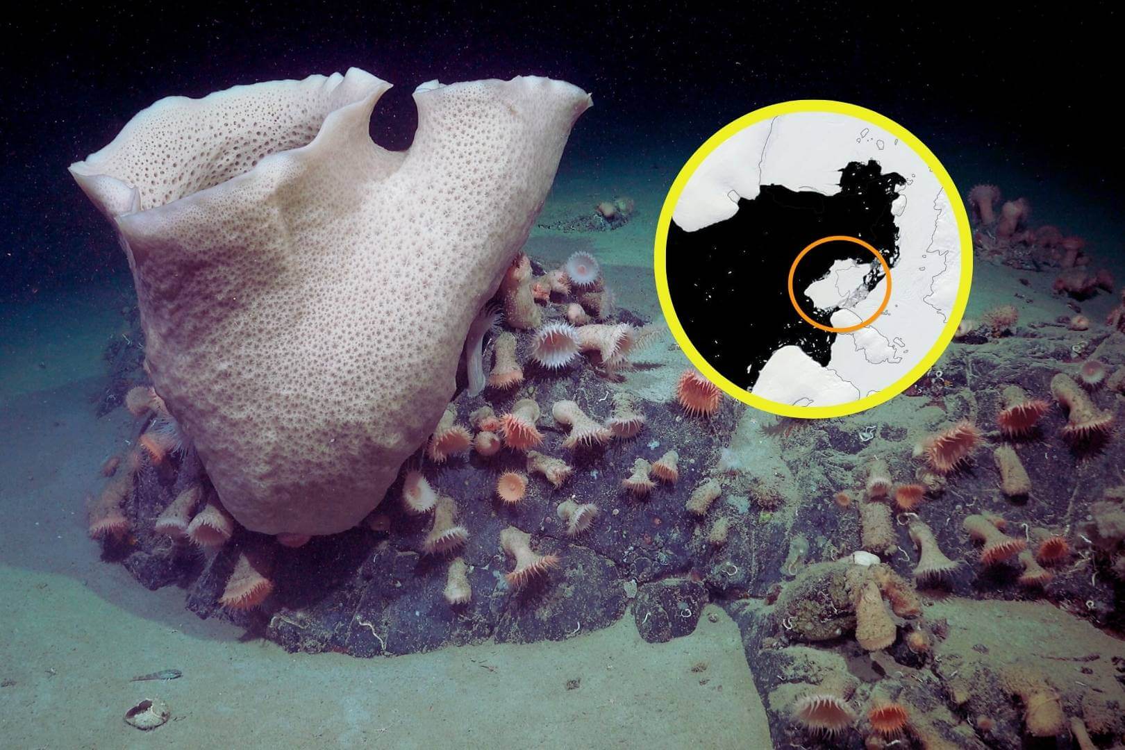 El hallazgo inesperado en el fondo marino revela nuevas especies y desafía lo que creíamos saber sobre la vida bajo el hielo