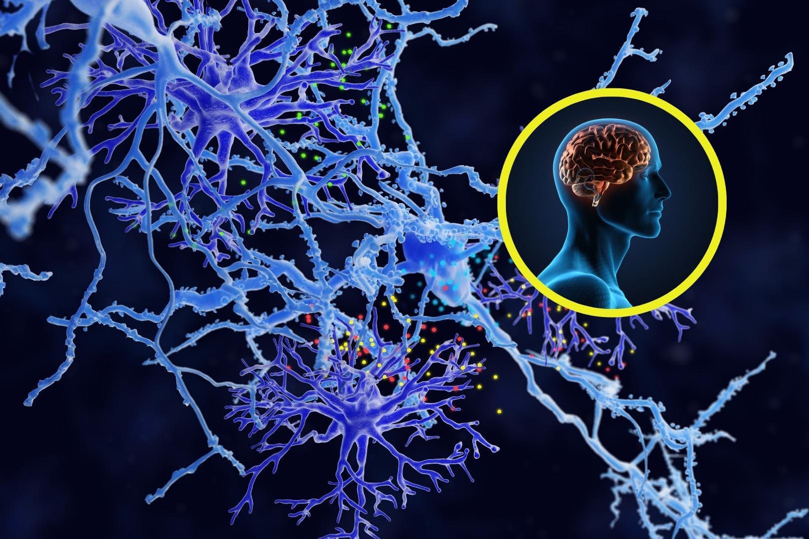 Un nuevo tipo de célula en el cerebro podría revolucionar el tratamiento de enfermedades neurodegenerativas