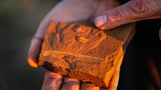 Antes de morir, los peces se alimentaron intensamente de larvas de mosquitos fantasma, pequeños insectos y moluscos bivalvos