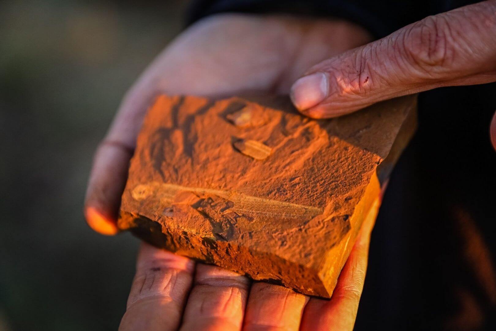 Hallan en Australia una araña gigante de hace 11 millones de años