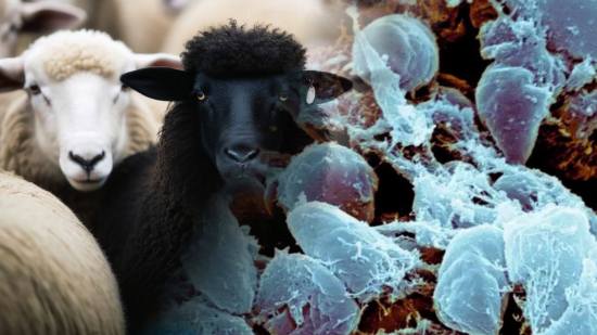 Hallan en una oveja de hace 4.000 años el ancestro de la peste negra