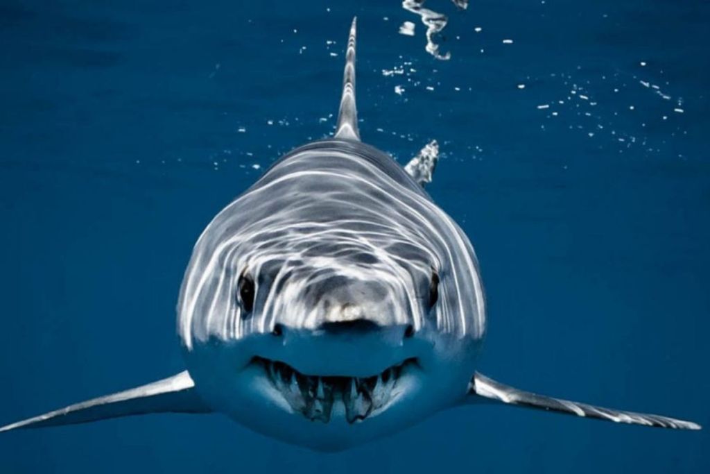 Tiburón azul deslizándose con elegancia entre las profundidades del océano