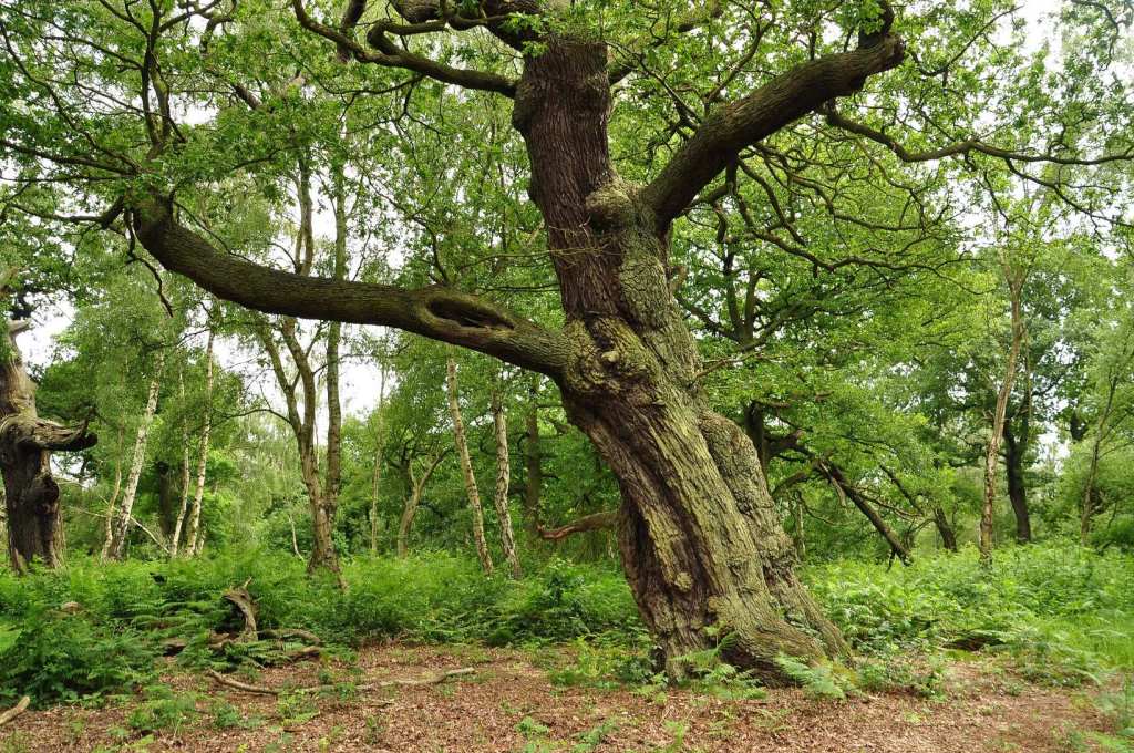 Bosque de Sherwood